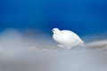 Art view of nature. Rock Ptarmigan, Lagopus mutus, white bird sitting on the snow, Norway. Cold winter in north of Europe. Wildlif Royalty Free Stock Photo