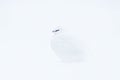 Art view of nature. Rock Ptarmigan, Lagopus mutus, white bird sitting on the snow, Norway. Cold winter in north of Europe. Wildlif Royalty Free Stock Photo
