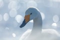 Art view of swan. Whooper Swan, Cygnus cygnus, bird portrait with open bill, Lake Kusharo, other blurred swan in the background Royalty Free Stock Photo