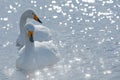 Art view of two swans. Whooper Swan, Cygnus cygnus, bird portrait with open bill, Lake Kusharo, other blurred swan in the Royalty Free Stock Photo