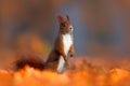 Art view on wild nature. Cute red squirrel with long pointed ears eats a nut in autumn orange scene with nice deciduous forest in