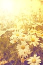 Art vintage flovers background Royalty Free Stock Photo