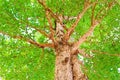 Watercolor of large tree in garden