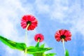 Watercolor of zinnia flower background Royalty Free Stock Photo