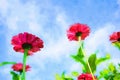 Watercolor of zinnia flower background Royalty Free Stock Photo