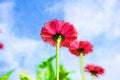 Watercolor of zinnia flower background Royalty Free Stock Photo