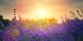 A Wild flowers in a meadow at sunset. Macro image, shallow depth of field. Abstract august summer nature background Royalty Free Stock Photo