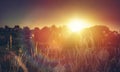 A Wild meadow at sunset. Macro image, shallow depth of field. Abstract august summer or autumn nature background