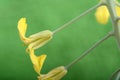 Art wild spring flowers close up. Yellow flower on green background Royalty Free Stock Photo