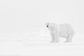 Art wildllife. Black and white art photo of polar bears on drifting ice in Arctic Svalbard. Animal fight in white snow. Arctic