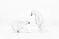 Art wildllife. Black and white art photo of two polar bears fighting on drifting ice in Arctic Svalbard. Animal fight in white