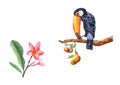 Art work of colorful toucan on orange tree branch, frangipani flowers, watercolor drawing.