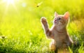 Art Young cat / kitten hunting a butterfly with Back Lit Royalty Free Stock Photo