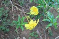 Allamanda cathartica, commonly called golden trumpet, common trumpetvine, and yellow allamanda Royalty Free Stock Photo