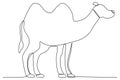 A two-humped camel for Eid al-Adha celebrations