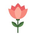 2D Illustration of Roselight Tulip Flower Royalty Free Stock Photo