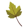 2D Illustration of Brown-Green Leaf Showing Early Decay Royalty Free Stock Photo