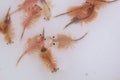 Artemia Royalty Free Stock Photo