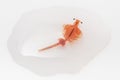 Artemia in droped water on white background Royalty Free Stock Photo
