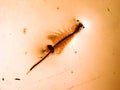 Artemia Royalty Free Stock Photo