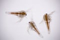 Artemia larvae in light microscope, Artemia plankton under a microscope, for use as background. Royalty Free Stock Photo