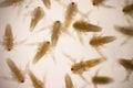 Artemia larvae in light microscope, Artemia plankton under a microscope, for use as background. Royalty Free Stock Photo