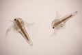 Artemia larvae in light microscope, Artemia plankton under a microscope, for use as background. Royalty Free Stock Photo