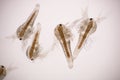 Artemia larvae in light microscope, Artemia plankton under a microscope, for use as background. Royalty Free Stock Photo