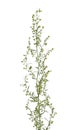 Artemisia absinthium Royalty Free Stock Photo