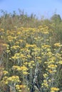 Artemisia absinthium blossoming in summer field. Wormwood flowers Royalty Free Stock Photo