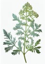 Artemisia Absinthium Botanical Illustration, Wormwood , Mugwort, Sagebrush, Abstract Generative AI Illustration