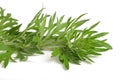 Artemisia absinthium Royalty Free Stock Photo
