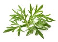 Artemisia absinthium branch Royalty Free Stock Photo