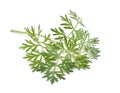Artemisia absinthium isolated on white background