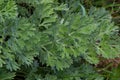 Artemisia absinthium is a perennial plant of the aster family. Medicinal, food, phytoncide, essential oil, dye, tannin-bearing and