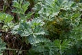 Artemisia absinthium is a perennial plant of the aster family. Medicinal, food, phytoncide, essential oil, dye, tannin-bearing and