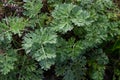 Artemisia absinthium is a perennial plant of the aster family. Medicinal, food, phytoncide, essential oil, dye, tannin-bearing and