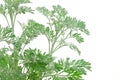 Artemisia absinthium (wormwood)