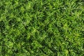 Artemisia absinthium (wormwood) grasses