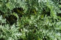 Artemisia absinthium wormwood herbal plant flower leaf