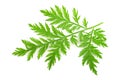 Artemisia annua branch Royalty Free Stock Photo