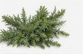 Artemisia annua L., plants isolated on white background