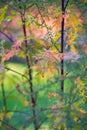 Artemisia annua Royalty Free Stock Photo