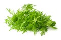 Artemisia annua plant Royalty Free Stock Photo