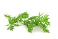 Artemisia annua plant Royalty Free Stock Photo