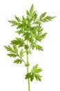 Artemisia annua plant