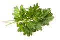 Artemisia arborescens Royalty Free Stock Photo