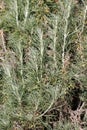 ARTEMISIA CALIFORNICA LEAF - SAN DIEGO COUNTY - 021022 Royalty Free Stock Photo