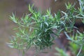 Artemisia dracunculus. Tarragon, also known as estragon in garden. Royalty Free Stock Photo