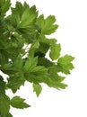 Artemisia lactiflora, White mugwort leaves isolated on white background, with clipping path